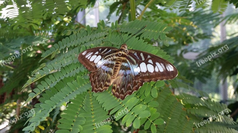 Butterfly Blue Sailor Innsbruck Free Photos