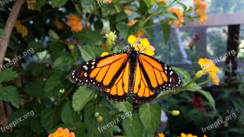 Butterfly African Monarch Botanical Garden Innsbruck Free Photos