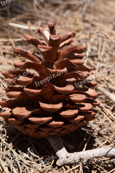 Tap Pine Cones Nature Pine Ornament