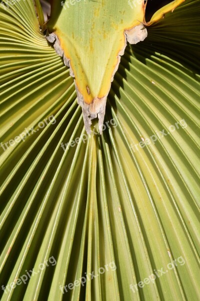 Palm Leaf Subjects Fan Shaped Pattern Background