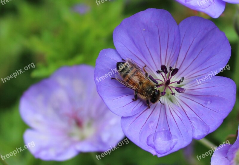 Bee Blossom Bloom Pollen Pollen Dust