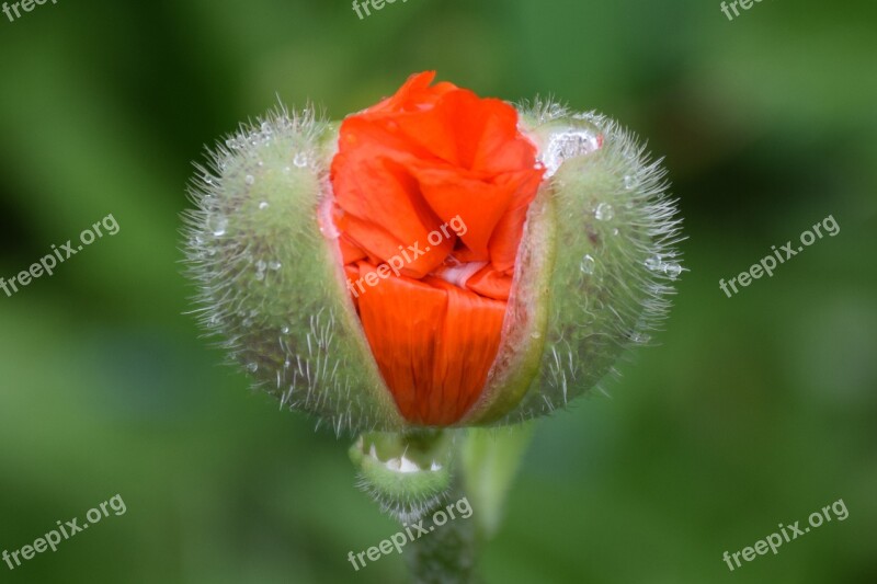 Poppy Flower Flower Plant Green Orange