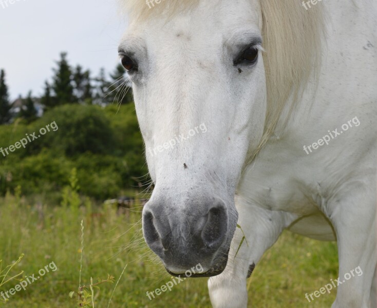 Horse White White Horse Mold Horse Head