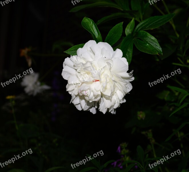 Blossom Bloom Flower Peony Beautiful