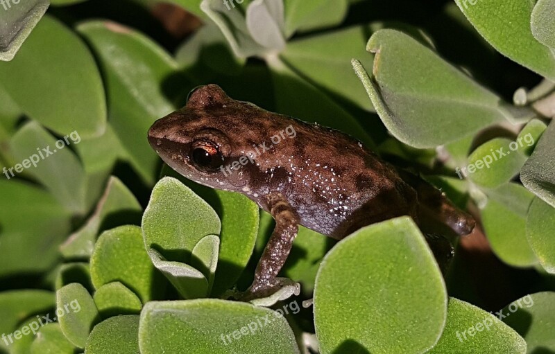 Frog Rio Grande Chirping Frog Froglet Amphibian Creature