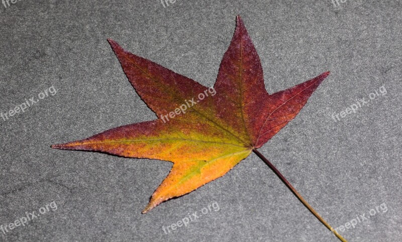 Leaf Foliage Leaf Amber Tree Background Fall Leaves