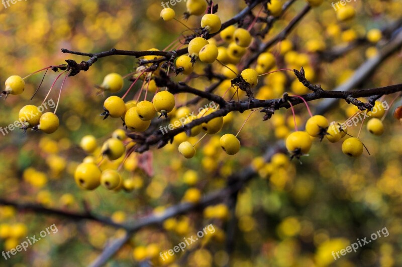 Bush Berry Yellow Branch Autumn