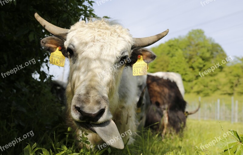 Yak Calf Beef Cattle Agriculture