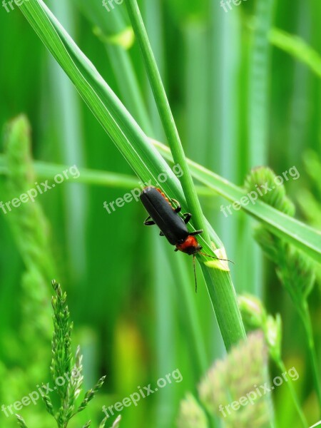 Soldier Beetle Beetle Insect Probe Meadow