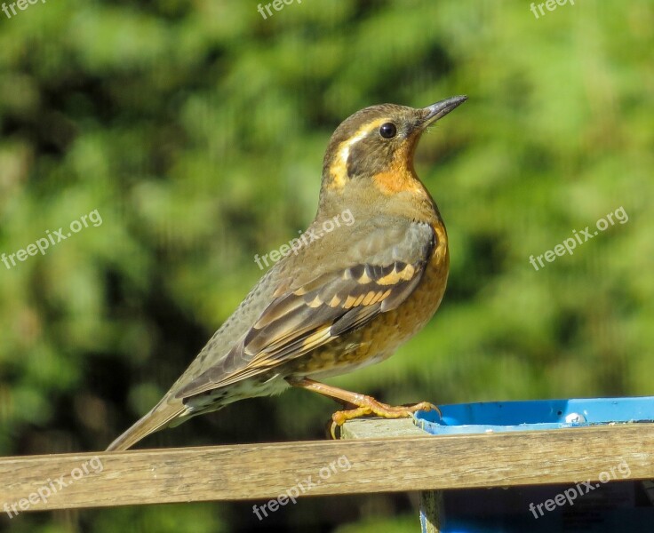 Varied Thrush Wildlife Birding Bird Ixoreus Naevius