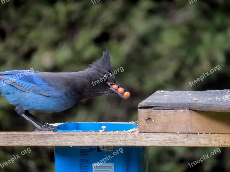 Stellar Jay Eating Nut Bird Nature