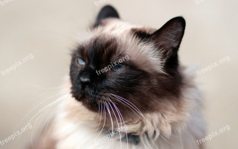 Cat Siamese Fat Gray Free Photos