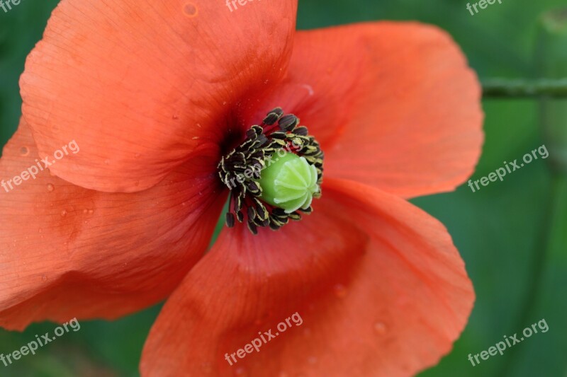 Poppy Papaver Rhoeas Klatschmohn Poppy Flower Stamp