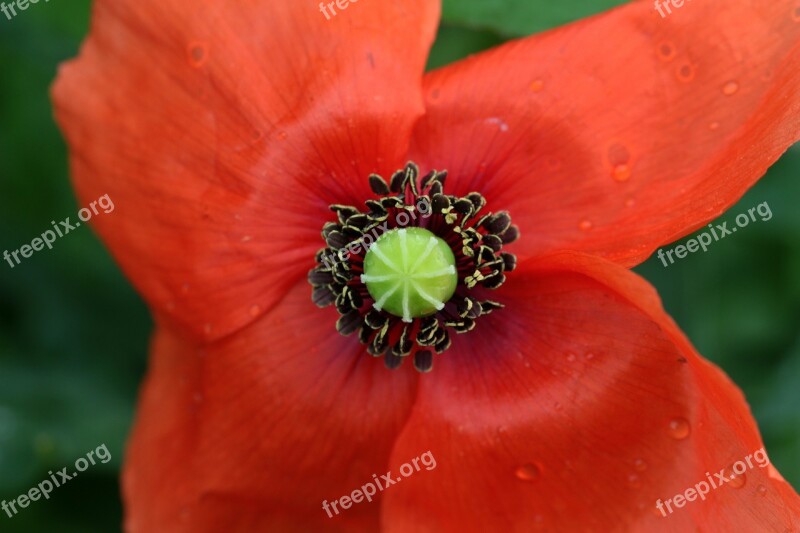 Poppy Papaver Rhoeas Klatschmohn Stamp Stamen