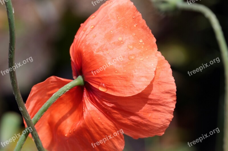 Poppy Papaver Rhoeas Klatschmohn Poppy Flower Wet