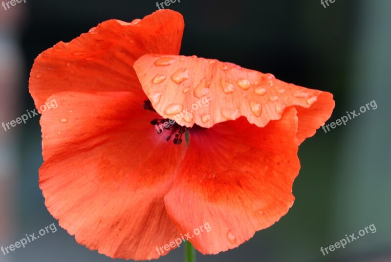 Poppy Papaver Rhoeas Klatschmohn Poppy Flower Wet