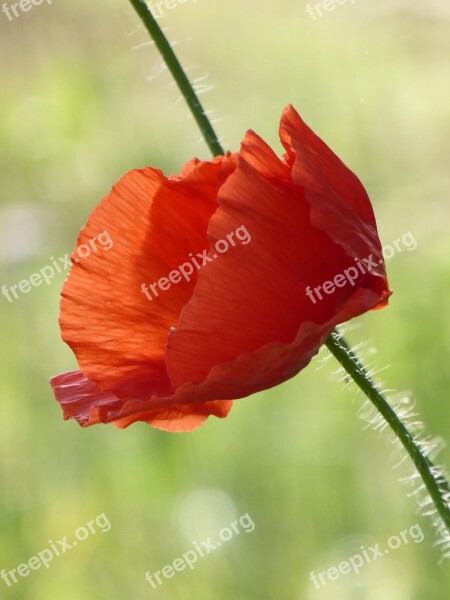 Poppy Red Red Poppy Klatschmohn Poppy Flower