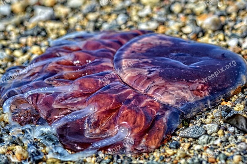 Medusa Sea Jellyfish Ocean Nature