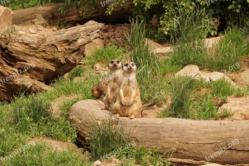 Meerkat Animals Zoo Sababurg Castle Free Photos