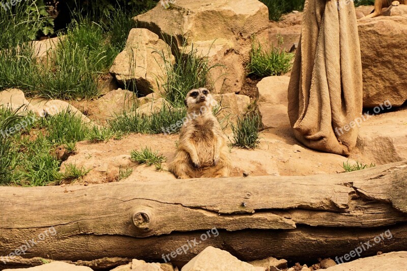 Meerkat Animals Zoo Sababurg Castle Free Photos