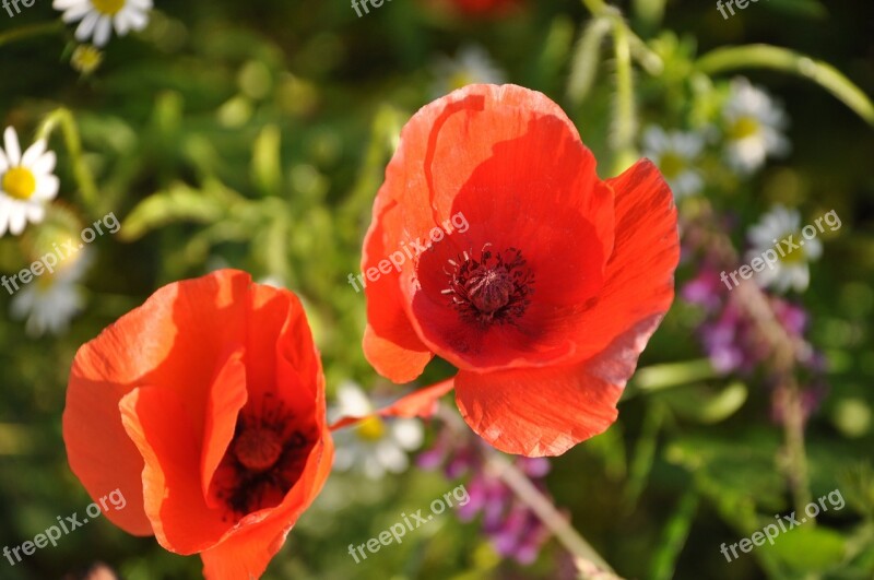 Poppy Field Of Poppies France Nature Flowers