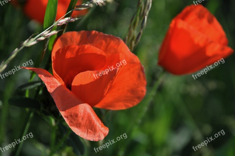 Poppy Field Of Poppies France Nature Flowers