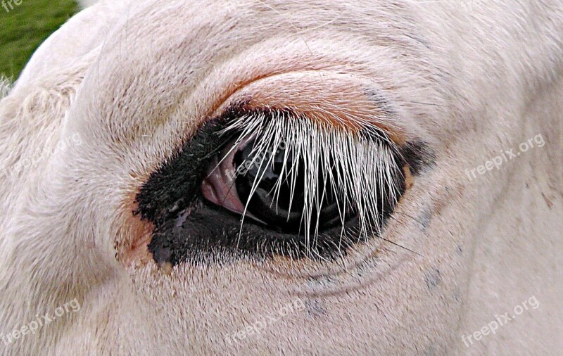 Cow Eye Cattle Cow's Eye Head