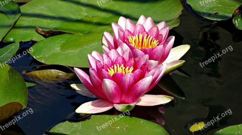 Flowers Water Lilies Blooming Flowers Nature Beauty