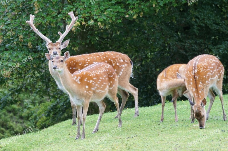 Sika Deer Hirsch Noble Deer Mammal Points