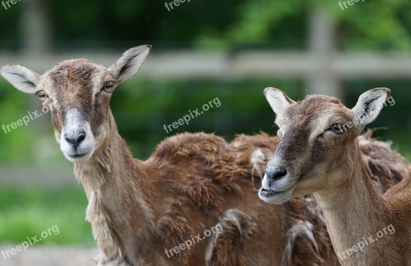 Mouflon Female Mammal Animal Portrait Attention