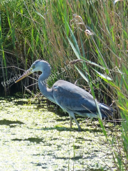 Parc Natural De Delta De L'ebre Heron Ardea Cinerea Bernat Pescaire Duck