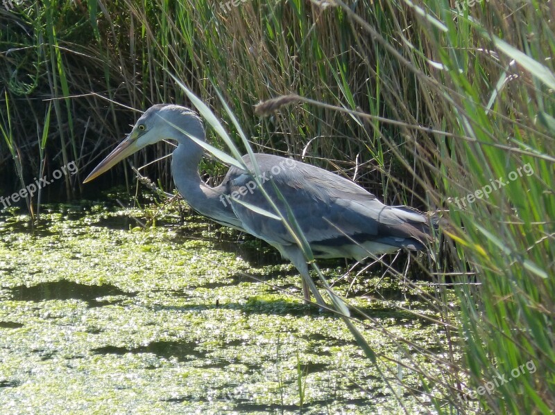 Parc Natural De Delta De L'ebre Heron Ardea Cinerea Bernat Pescaire Duck