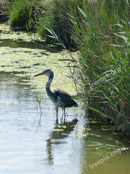 Parc Natural De Delta De L'ebre Heron Ardea Cinerea Bernat Pescaire Duck