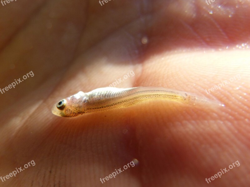 Fish Alevín Tiny River Hand