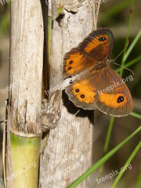 Butterfly Lobito List Orange Pyronia Bathseba Cintada Saltabardisses