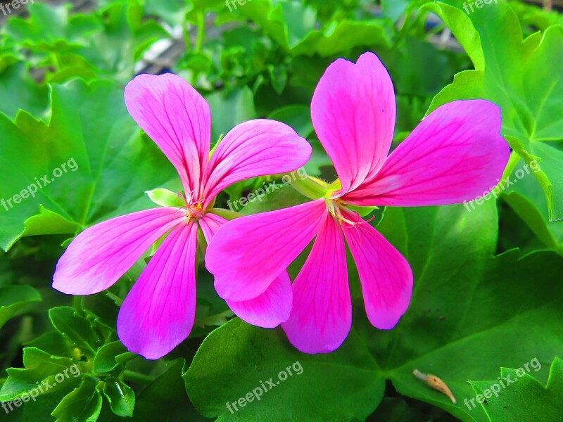 Flower Geranium Pink Pelargonium Summer