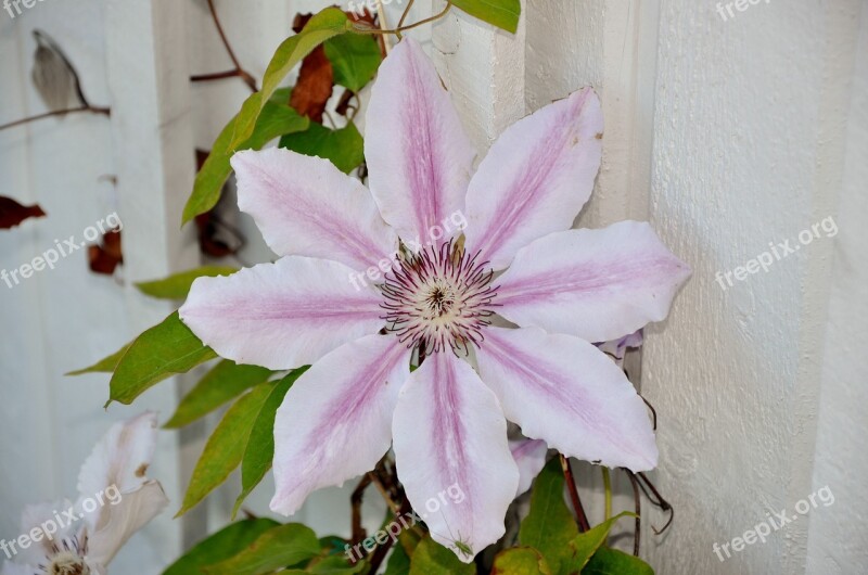 Clematis Flower Garden Pink Trellis