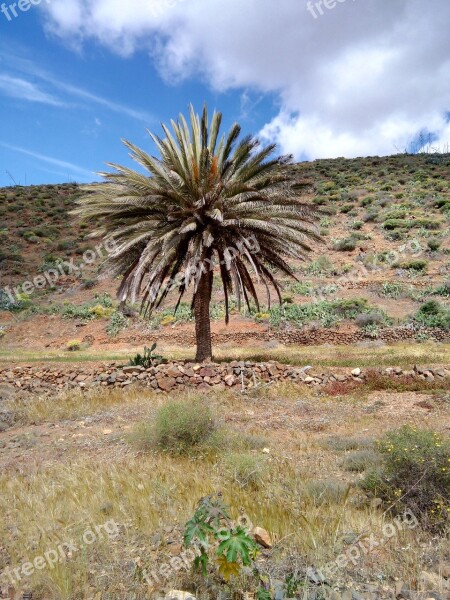 Palm Tree Field Rural Nature Free Photos