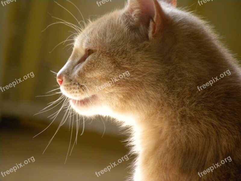 Domestic Cat Cat Red Feline Sunlight