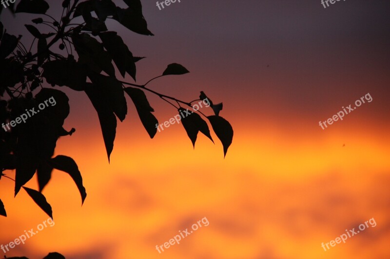 Sunset Leaves Dusk Macro Photography Free Photos