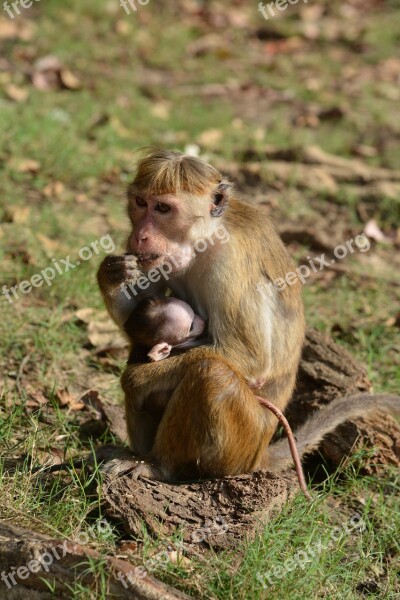 Mother Children Monkey Macaques Animals