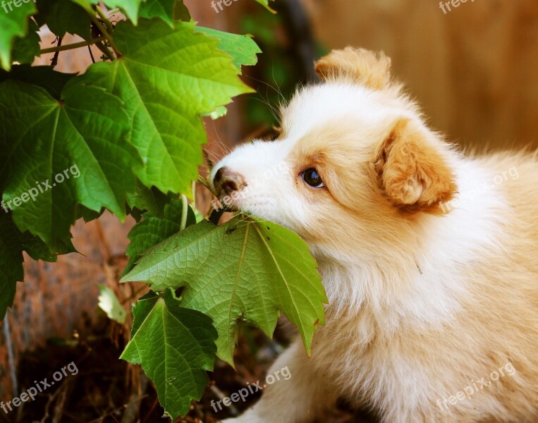 Bonjour Xiufeng - Downtown Puppy Dog Cafe Gyeonggi Do Guangzhou