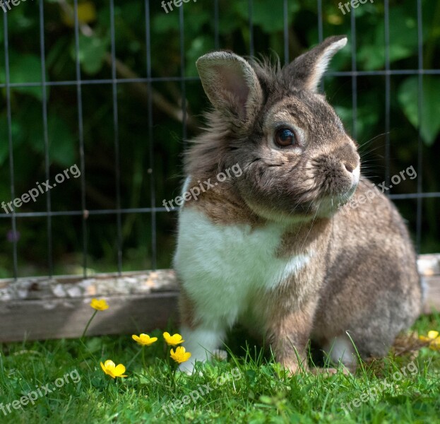 Rabbit Bunny Cute Old Boy