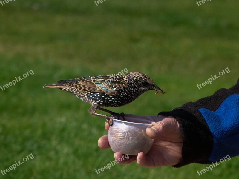 Starling Bird Striking Eating Hungry