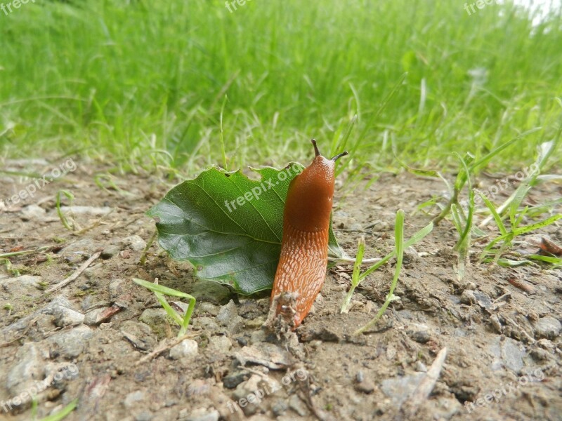 Forest Slug Nature Path Orange Peel