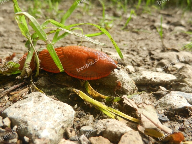 Slug Nature Path Orange Peel Snail