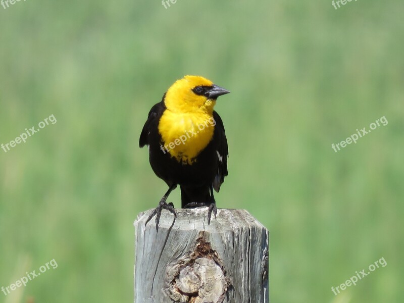 Blackbird Yellow Headed Marsh Yellow-headed Wildlife