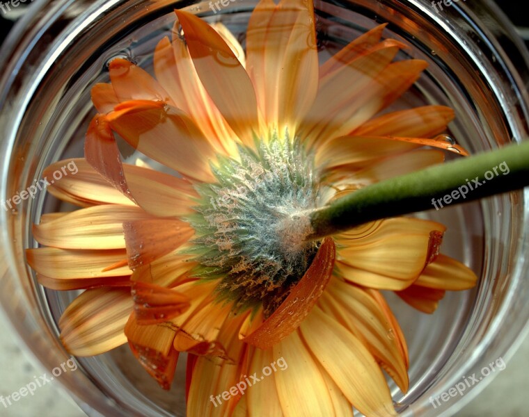 Gerbera Orange Flower Flowers Isolated Flora Colorful