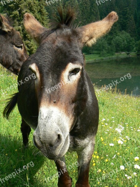 Ane Animal Donkey Equine Long Ears