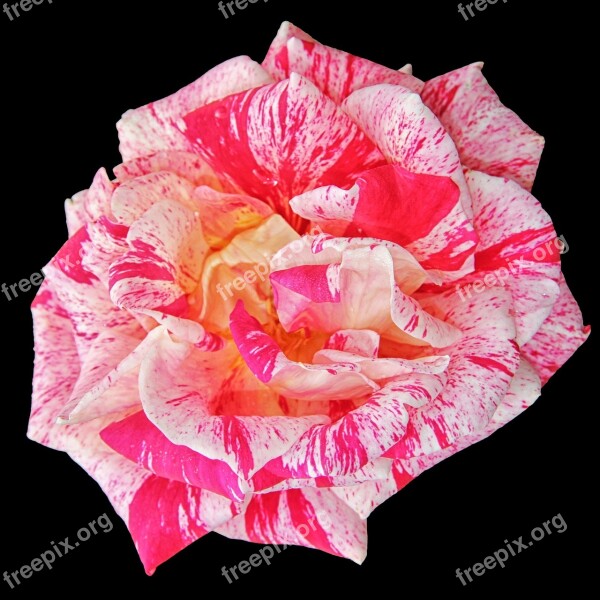 Rose Rose Bloom Multi Coloured Garden Flower